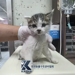 양천구 기타(갈/검/흰) 한국 고양이 암컷