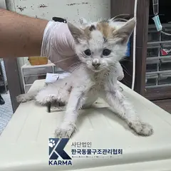 양천구 기타(갈/검/흰) 한국 고양이 암컷