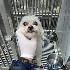 강서구 흰색 말티즈 수컷