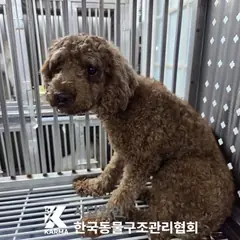 강서구 갈색 푸들 수컷