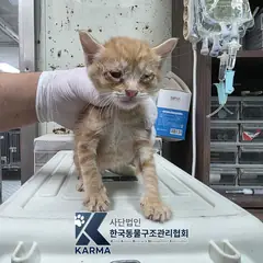 강서구 기타(갈/흰) 한국 고양이 수컷