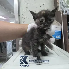 강서구 기타(갈/검/흰) 한국 고양이 암컷