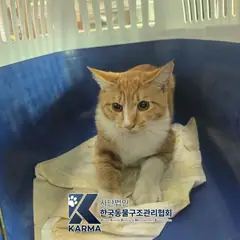 강서구 레몬색&흰색 한국 고양이 수컷