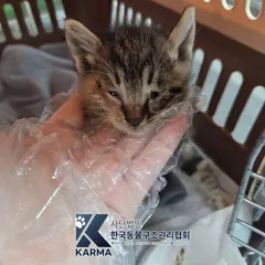 강서구 기타(갈/검/흰) 한국 고양이 암컷