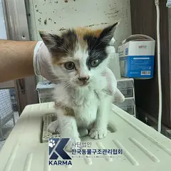 강서구 기타(갈/검/흰) 한국 고양이 암컷
