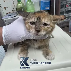 강서구 기타(갈/검/흰) 한국 고양이 암컷