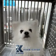 구로구 흰색 포메라니안 수컷