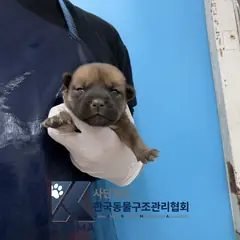 금천구 기타(검/갈) 믹스견 암컷