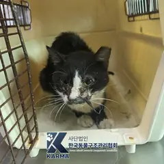 금천구 흰색/검은색 얼룩무늬 한국 고양이 수컷