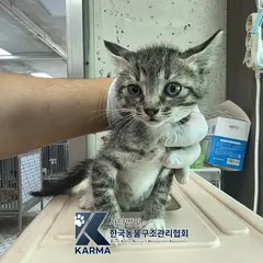 금천구 평행·전체·부분줄무늬 한국 고양이 수컷