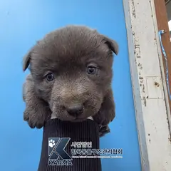 금천구 회색 믹스견 수컷