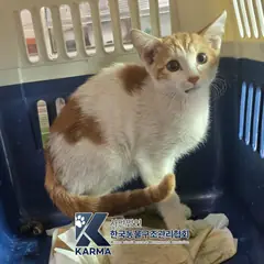 영등포구 레몬색&흰색 한국 고양이 수컷