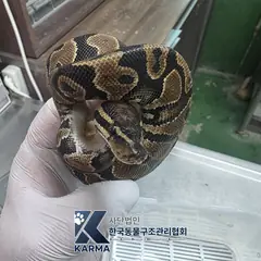 영등포구 기타(갈/검) 기타축종 성별 미상