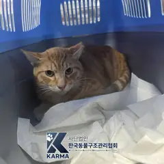 영등포구 레몬색&흰색 한국 고양이 수컷