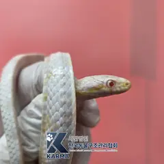 영등포구 기타(흰/노) 기타축종 성별 미상