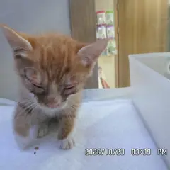 동작구 기타(황색) 한국 고양이 수컷