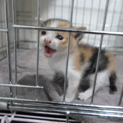 동작구 검은색흰색황토색조합 한국 고양이 암컷