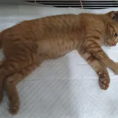 관악구 기타(황색) 한국 고양이 수컷