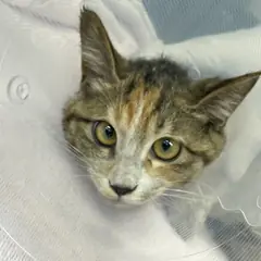 관악구 검은색흰색황토색조합 한국 고양이 암컷