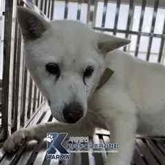 서초구 흰색 믹스견 암컷