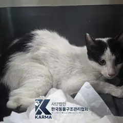 서초구 기타(검/흰) 한국 고양이 수컷
