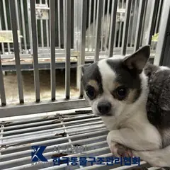 송파구 검정&흰색 치와와 수컷