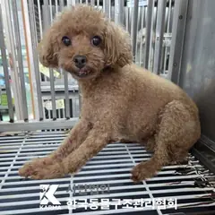 송파구 갈색 푸들 암컷