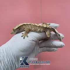 송파구 기타(갈/검/흰) 기타축종 성별 미상