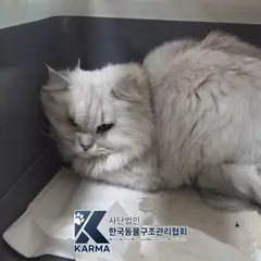 송파구 기타(회) 기타 암컷