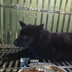 송파구 검정색 믹스견 암컷