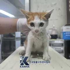 송파구 기타(갈/흰) 한국 고양이 수컷