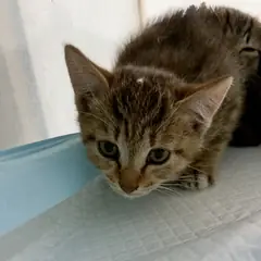 강동구 레몬색&흰색 한국 고양이 암컷