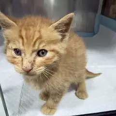 강동구 레몬색&흰색 한국 고양이 수컷