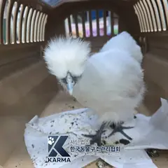 강동구 기타(흰) 기타축종 성별 미상