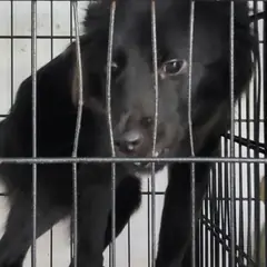 목포시 검정색 믹스견 암컷