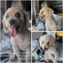 여수시 갈색 푸들 수컷