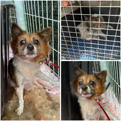 여수시 갈색&흰색 믹스견 암컷
