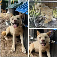 여수시 흰색 진도견 암컷