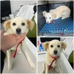 여수시 흰색 믹스견 암컷