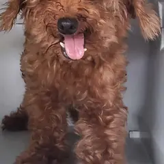 목포시 갈색 푸들 암컷