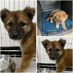 여수시 갈색 믹스견 수컷
