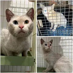 여수시 흰색 한국 고양이 수컷