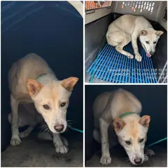 여수시 흰색 진도견 암컷