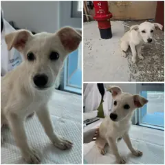 여수시 흰색 믹스견 암컷
