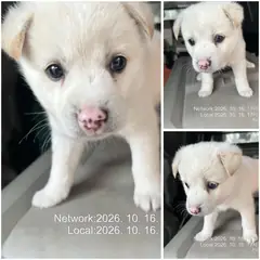 여수시 흰색 믹스견 수컷