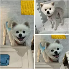 여수시 흰색 스피츠 수컷