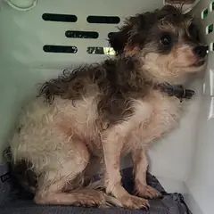 목포시 흰색&갈색&탄 믹스견 암컷