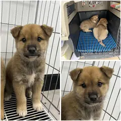 여수시 갈색 믹스견 수컷