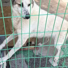 순천시 갈색&흰색 믹스견 암컷
