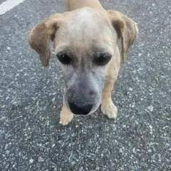 순천시 밤색 믹스견 수컷